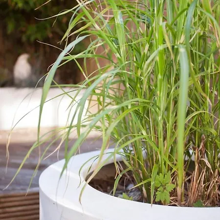 Walking Distance To Racecourse And Centre